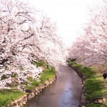 元荒川桜並木(周辺)